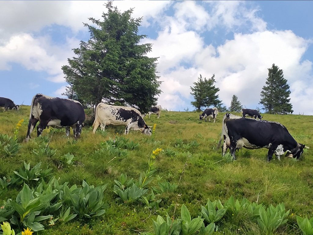 ヴォージュ山脈のところどころで見かける牛の群れ。